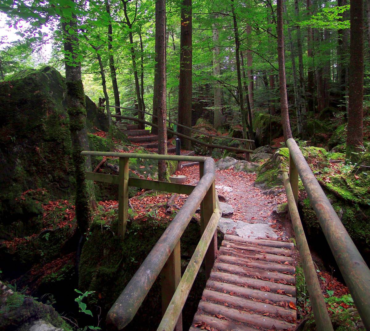 Waldweg am Blausee in der Schweiz