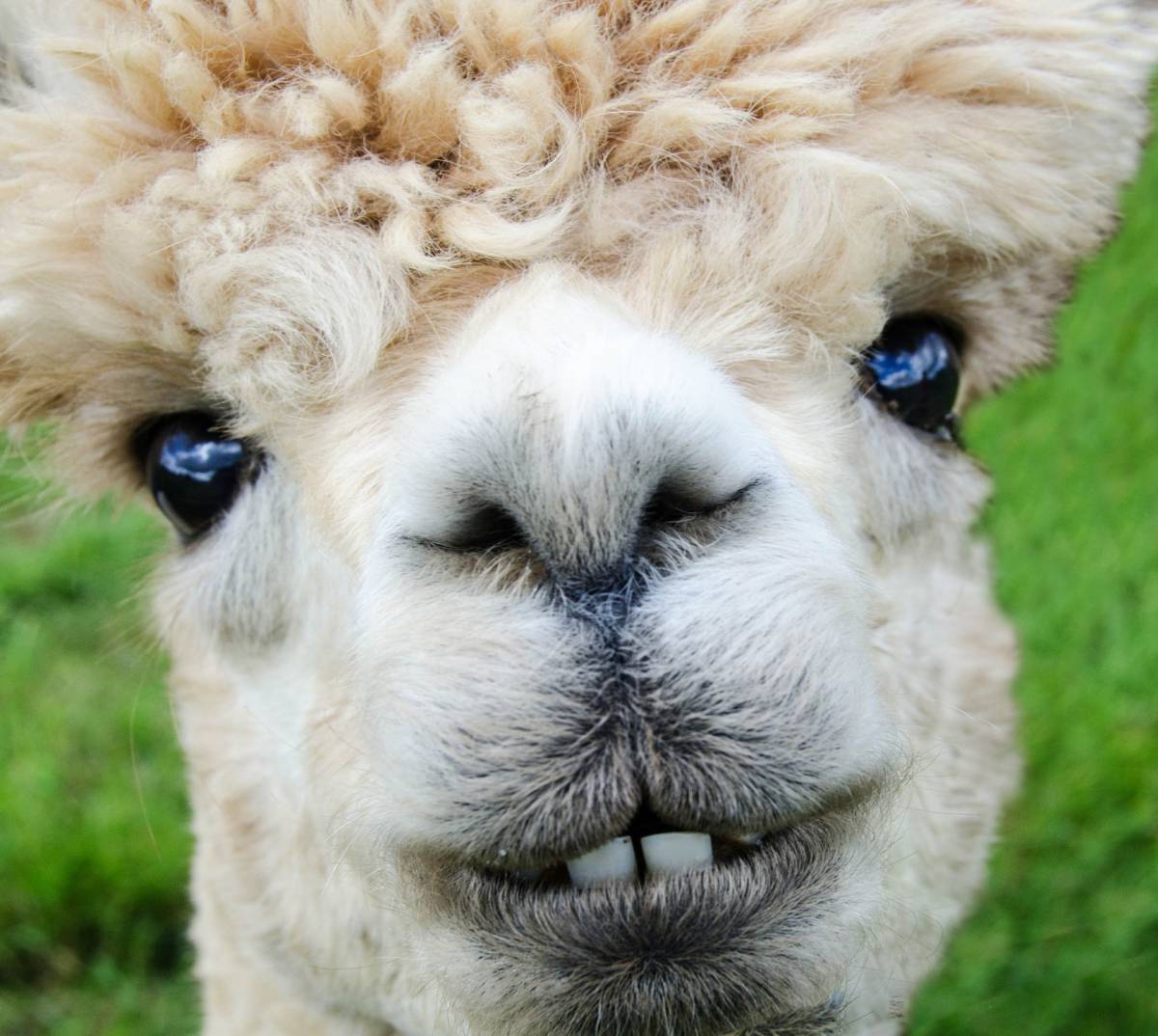  Alpaca face